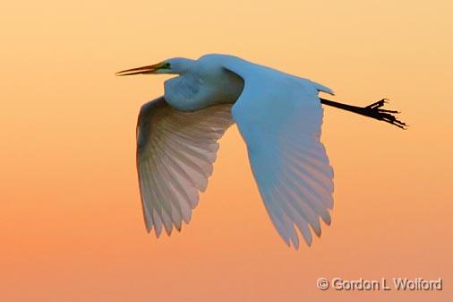 Great Egret At Sunrise_29188.jpg - Great Egret (Ardea alba) photographed along the Gulf coast near Port Lavaca, Texas, USA.